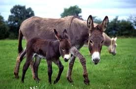 Maternity Leave for Donkeys