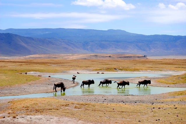 Mara-Serengeti Ecosystems Threatened By Climate Change