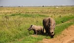 FIRST RHINO IVF IN THE WORLD