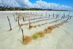 Empowering Women through Seaweed Farming in Kwale, Kenya
