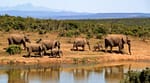 A Planet in Crisis as Wildlife Populations Decline by 73%