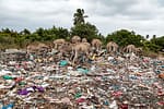 Plastic Waste Impact on Lamu’s Donkeys