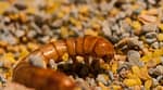 Mealworms Showing Potential for Plastic Waste Solution