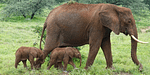 Kenya, a hotbed of Elephant twins