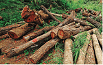 Kenya Faces Acute Wood Shortage Amidst Alarming Deforestation Rates