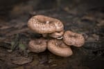 Kenya’s Rich Biodiversity Fungi and Bacteria