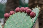 Women in Laikipia turn Pricky Cactus into a Fruity Wine and Biogas