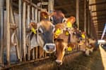 New Feed to Help Dairy Cows Reduce Methane Emission