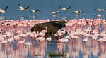 Flamingo Decline in Rift Valley Signals Urgent Climate Threat