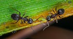 Four Jailed for Illegal Trafficking of Garden Ants