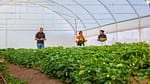 Revolutionizing Farming with Smart Solutions from Synnefa