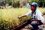 Two decades ago, Christine Wangari’s seedlings left Nakuru for Nairobi’s dusty lots. Today, her acacias, crotons, neem, and others help define what is today, the green city under the sun.