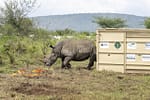 Africa’s Largest Rhino Translocation Flips the Continent’s Conservation Script