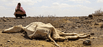 Drought Puts Food Energy and Water at Risk in Kenya and the Horn of Africa
