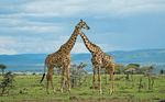 New Research Confirms there are Four Species of Giraffes
