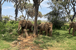 Mapping Hope for Kenya’s Elephants Through Community Conservation