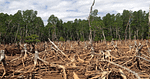 Global Deforestation Slows Down