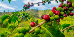 How Demand for Coffee is Fueling Deforestation Across Continents