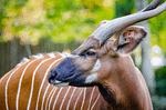 Hope for Kenya’s Mountain Bongo