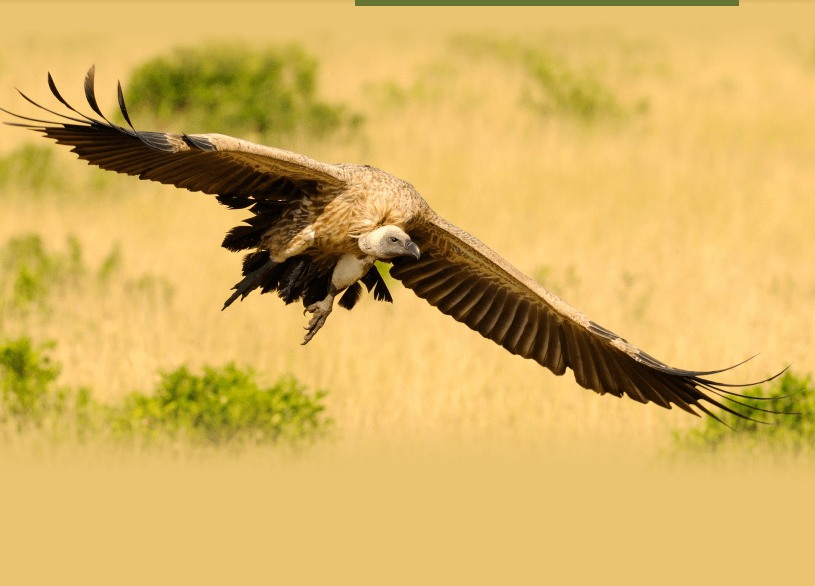 KWS to Spend Sh18 Million to Track Vultures and Combat Poisoning