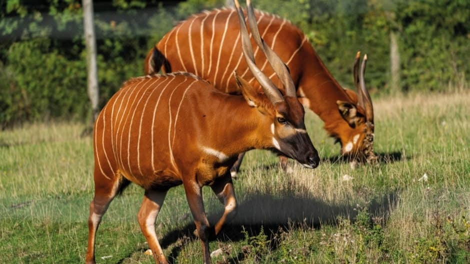 Camera Traps for elusive Mountain Bongo